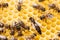 Bee mother on honeycomb with surrounded  honeybees layong eggs