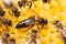 Bee mother on honeycomb with surrounded honeybees layong eggs