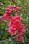 Bee near pink flowers of a corymbia ficifolia \\\'Calypso\\\' tree