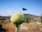 A bee is nearing a  green Chinese onion flowers