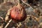 BEE ON OLD DRY ROTTEN POMEGRANATE STILL ON TREE