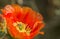 Bee in Orange Arizona Cactus Flower