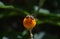 A bee on an orange ball tree flower, Buddleja globosa
