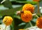A bee and orange ball tree flowers, Buddleja globosa