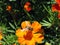 Bee on an orange flower, drinking nectar, outdoors in nature