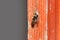 Bee on a orange pole
