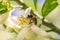 Bee on an orange tree flower