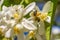 Bee on an orange tree flower