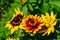 A bee on an orange-yellow flower in between a yellow daisy and a sunflower. Life, hope, happiness, work, love concepts