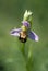 Bee Orchid