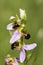 Bee Orchid - Ophrys apifera - stem with three flowers