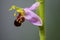 Bee orchid wild flower, ophrys apifera