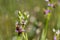 Bee orchid wild flower, ophrys apifera