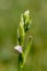 Bee orchid wild flower, ophrys apifera, flower bud not opened