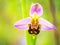 Bee Orchid Wildlife