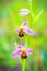 Bee Orchid Wildlife