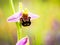 Bee Orchid Wildlife