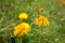 A bee over a yellow mountain flower from a green pasture of the Italian Dolomites