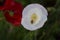 Bee Pair Inspects White Poppy Flower