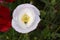 Bee Pair Nestled in White Poppy Flower 02