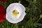 Bee Pair Nestled in White Poppy Flower