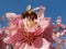 Bee On Peach Blossom Stamens