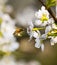 Bee & Pear blossom