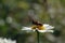 Bee perched on flower