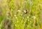 A bee, perhaps Eastern carpenter bee on a white yellow flower