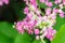 Bee on petals of Antigonon leptopus flower