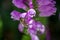 Bee on Physostegia virginiana Obedient Plant with pink flowers and insect macro of Amazing Dainty or False Dragonhead