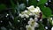 Bee picking nectar and pollinating the flowers