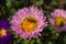 Bee on a pink Aster pollinates a flower.  Macro photography of flowers and insects.