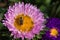 Bee on a pink Aster pollinates a flower.  Macro photography of flowers and insects.