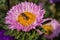 Bee on a pink Aster pollinates a flower.  Macro photography of flowers and insects.