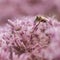 Bee on pink eupatorium maculatum