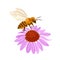 Bee on a pink flower isolated on a white background. Honey Bee collects nectar on blooming coneflower.