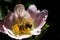 Bee on a pink flower . Macro of honey bee on rose flower.