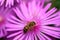 Bee On Pink Flower Stamens