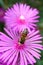 Bee On Pink Flower Stamens