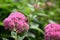 Bee on Pink Flower Summer Closeup Stock Photo