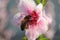 Bee On Pink  Peach Blossom Stamens ,Macro