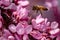 Bee on pink redbud tree flowers  in srping collectin honey