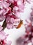 Bee on pink redbud tree flowers  in srping collectin honey