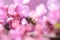 Bee on pink redbud tree flowers  in srping collectin honey