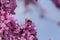 Bee on pink redbud tree flowers  in srping collectin honey