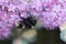 Bee on Pink Sedum sieboldlii Mediovariegata