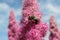 Bee on pink spiraea flowers in the wild, closeup