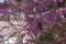 A bee in a pink Tamarisk or Tamarix.