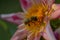 Bee on a pink and yellow dahlia close up, macro